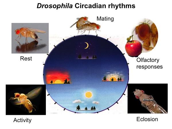 Circadian Rhythm Examples In Animals