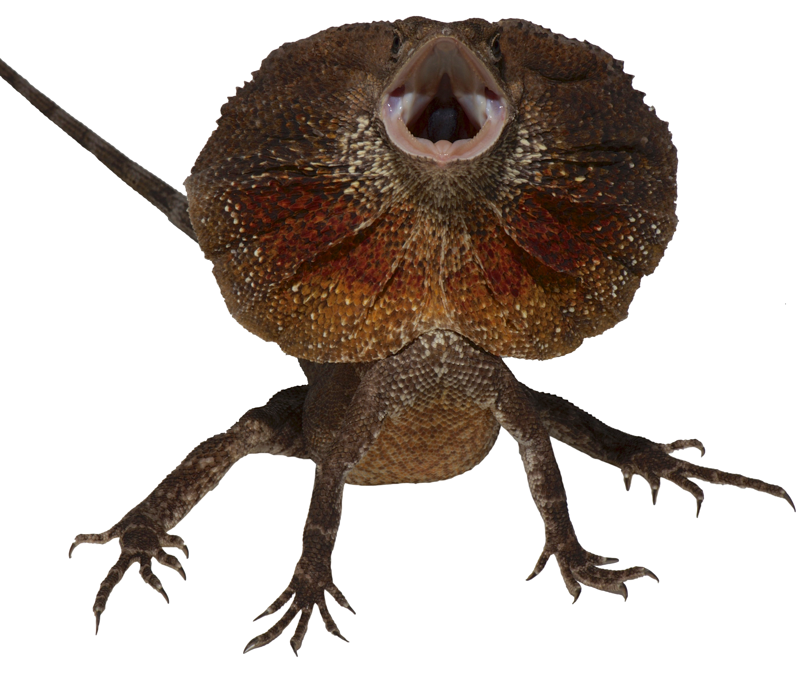  How the dragon got its frill - The Movie
