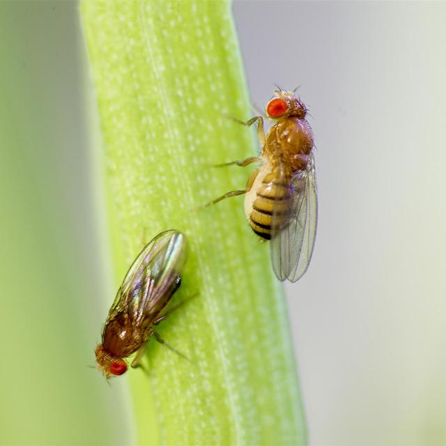 Observing the sleep of flies to better understand the role of genes in certain pathologies