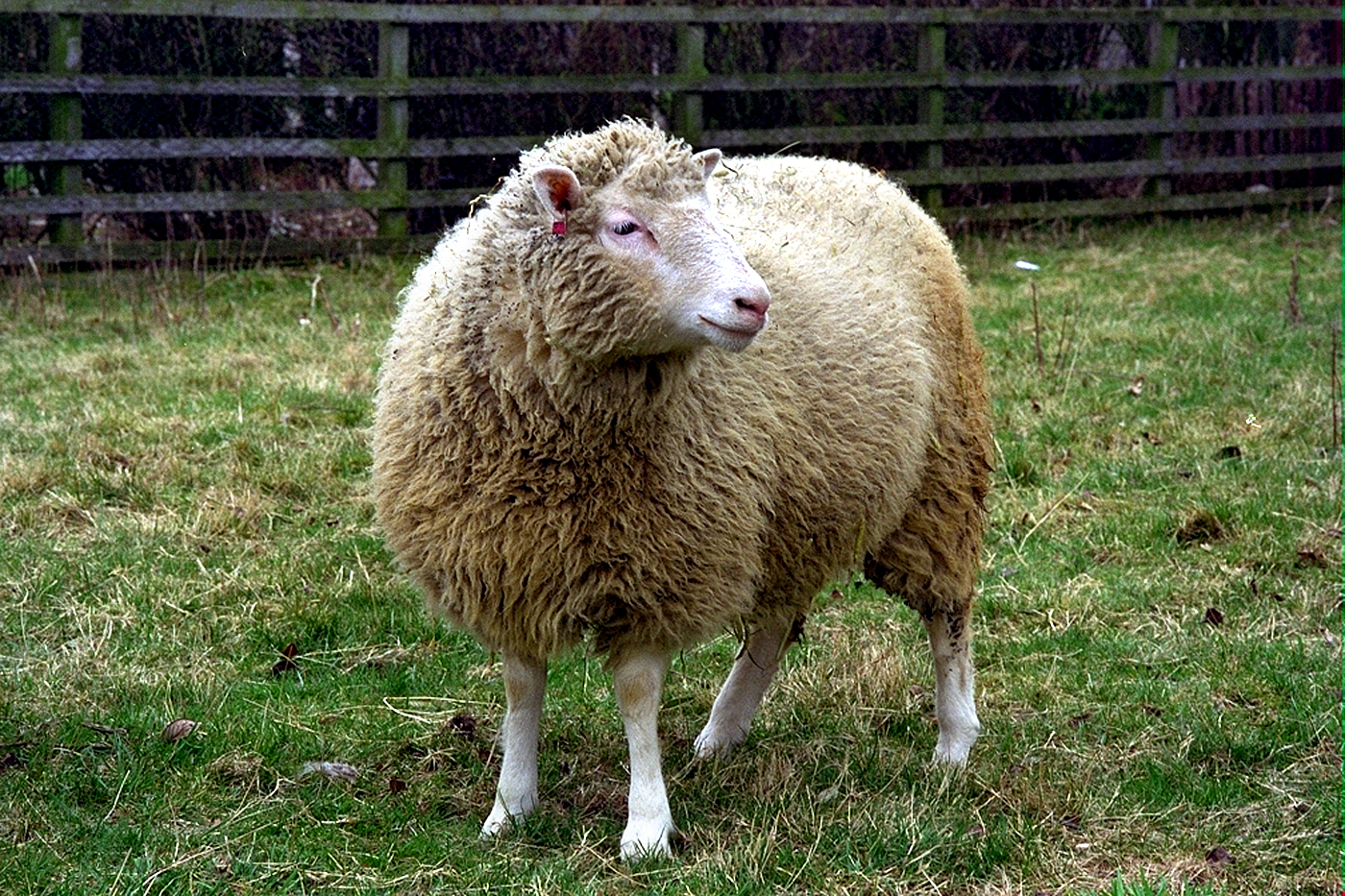 Dolly the cloned sheep did not die of old age too early