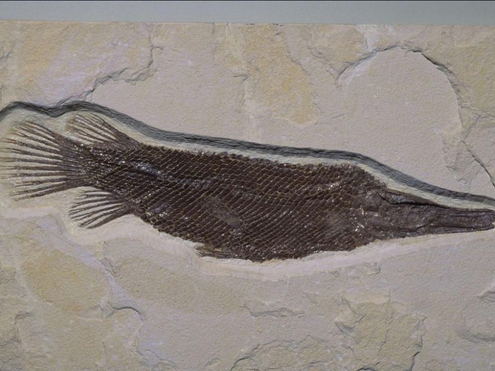 The loss of scales in some fish, a habitat story