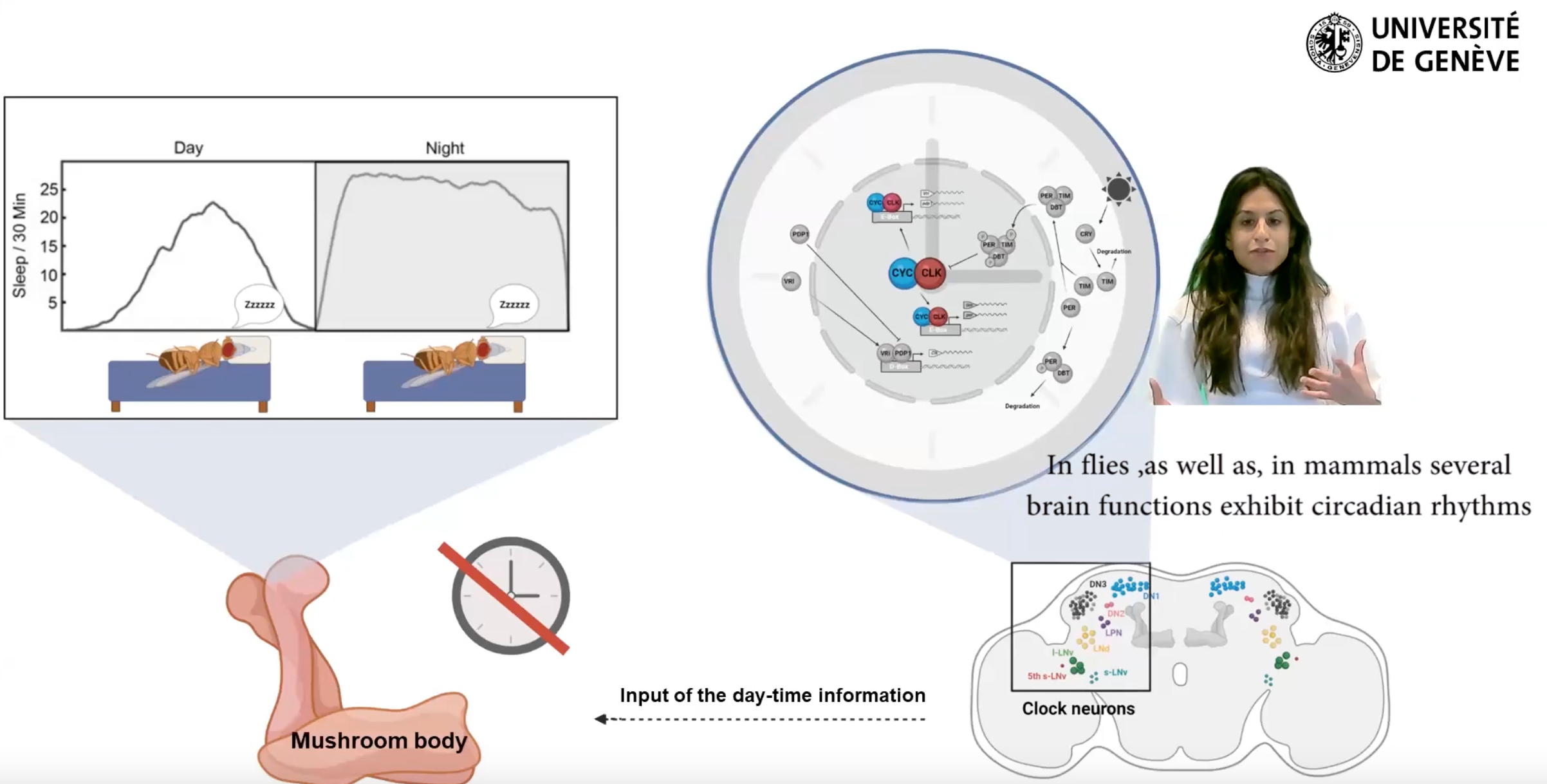 Neurofibromin 1 in mushroom body neurons mediates circadian wake drive