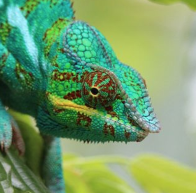 The Art of Camouflage in Animals