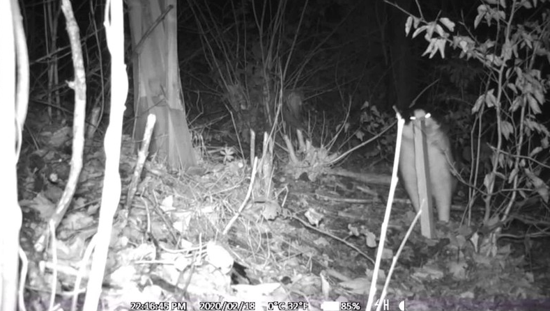 The wild cat will tend to disappear according to a study