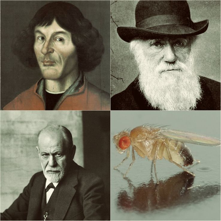 Évolution des génomes et développement