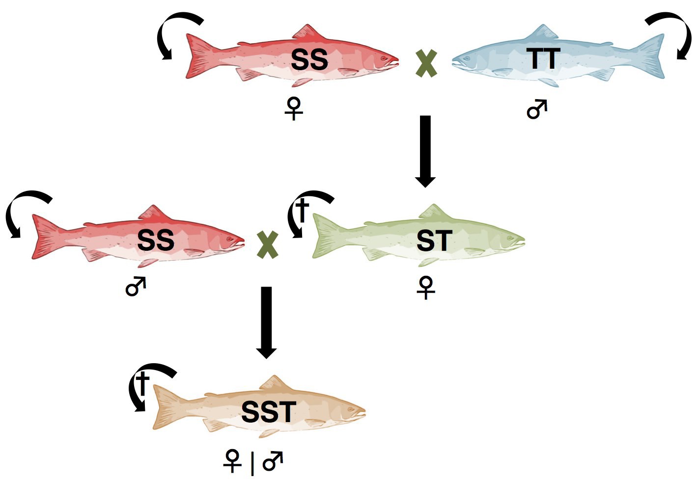 A new mathematical model to study the effects of interspecific hybridization