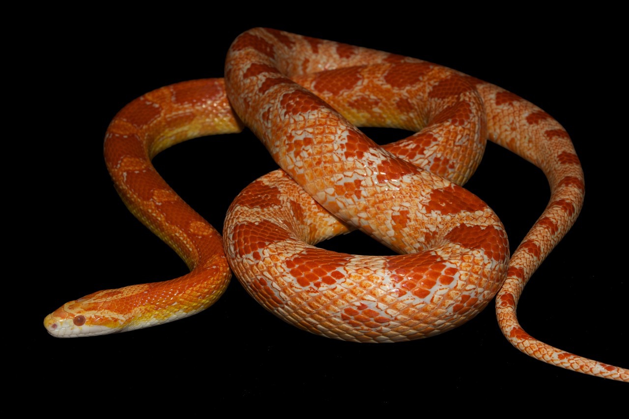 Discovery of the mutation responsible of amelanism in the corn snake