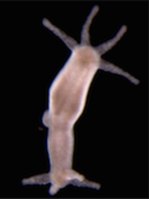 Post-doctoral positions available in Pr Galliot's lab