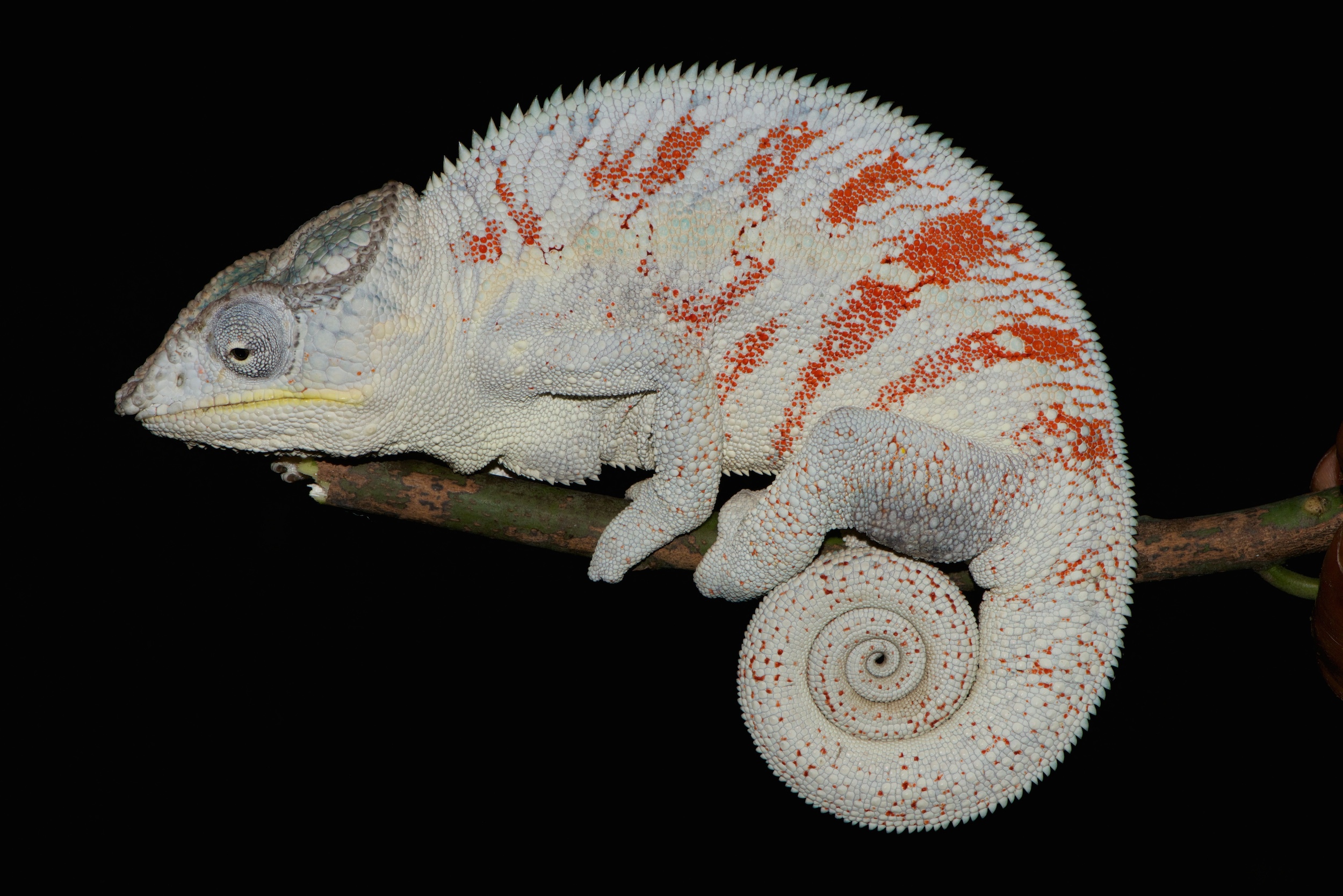 Four to eleven species of Panther Chameleons uncovered