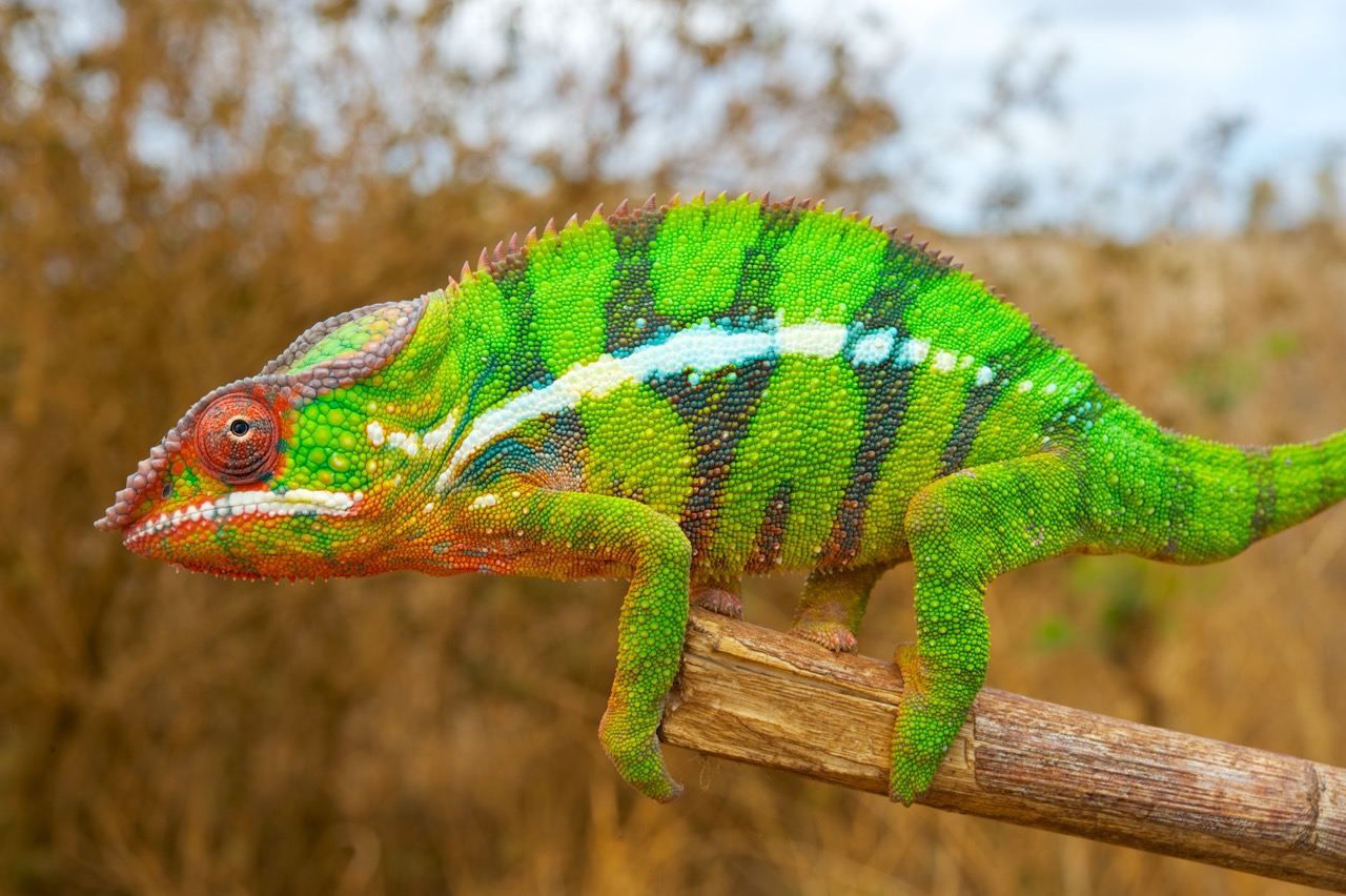The chameleon reorganizes its nano-crystals to change colors