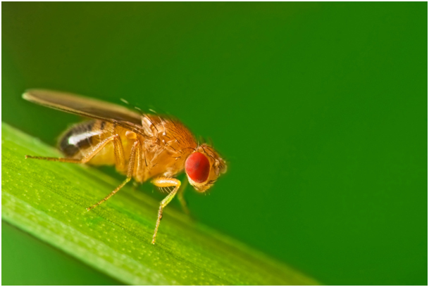 The fly’s time