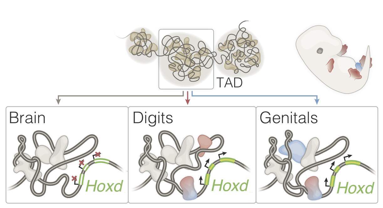 Evolution: the genetic connivances of digits and genitals