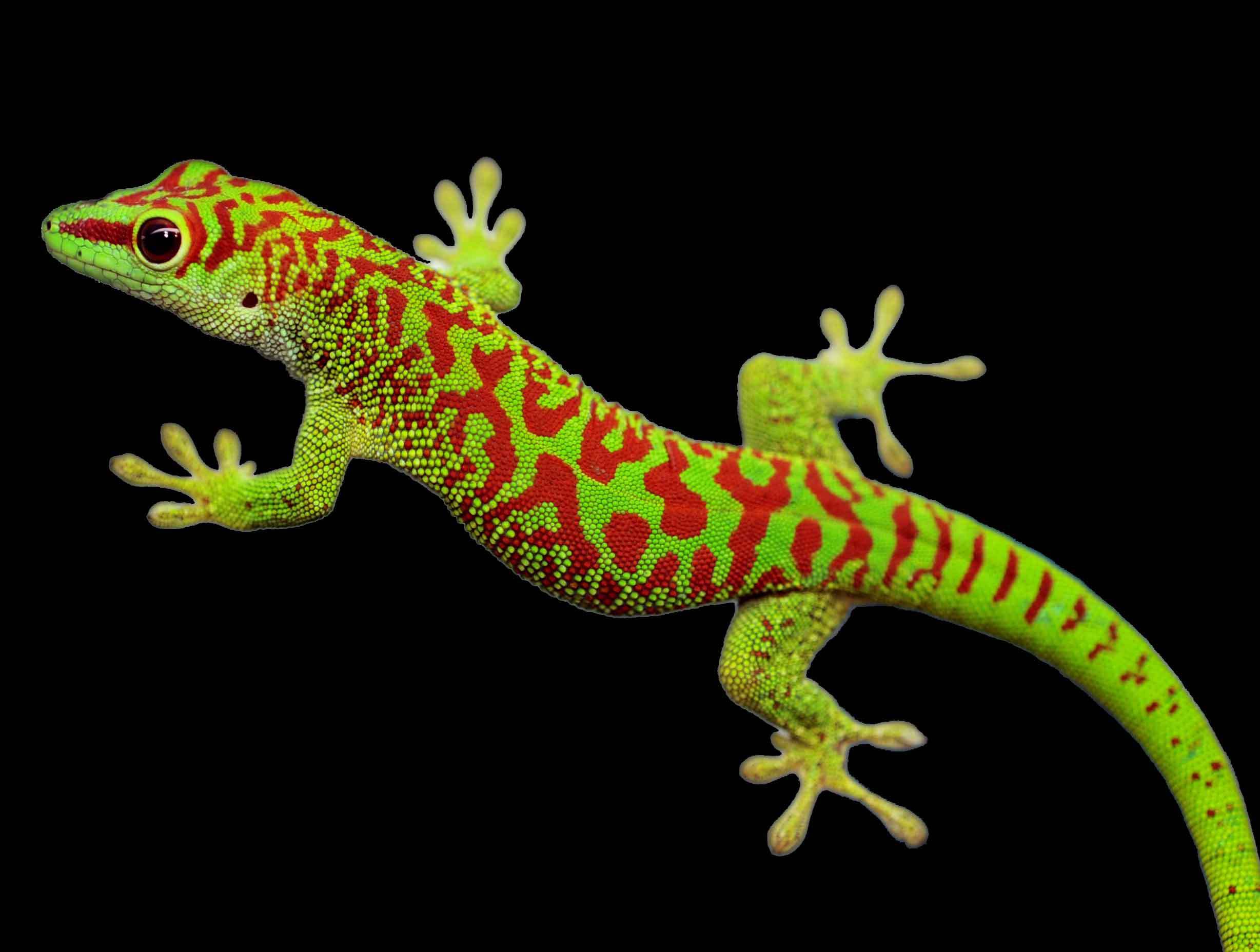 Physics & Biology: United Living Colors of… Phelsuma lizards