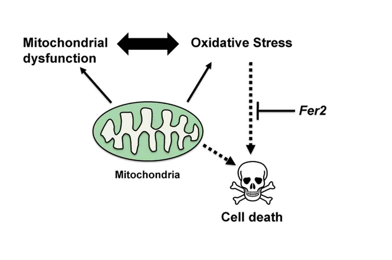 New models for Parkinson’s disease research