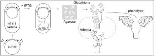 Gene silencing by RNA interference in Hydra