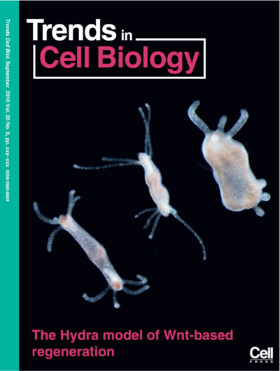 Bi-headed Hydra resulting from the ectopic apoptosis-induced activation of the Wnt3-bcatenin pathway