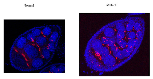 immuno_staining_ovaries.jpg_s600