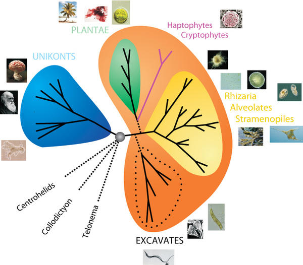 A new paper investigating ancient relationships in the tree of eukaryotes