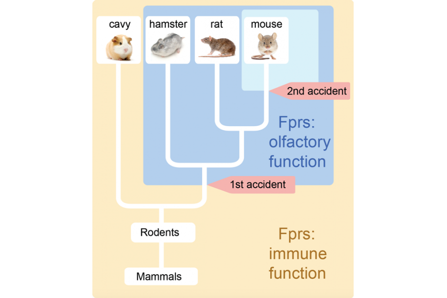 Hunting microbes or smelling poison: a matter of evolution