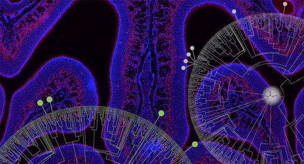 Deciphering the olfactory receptor code