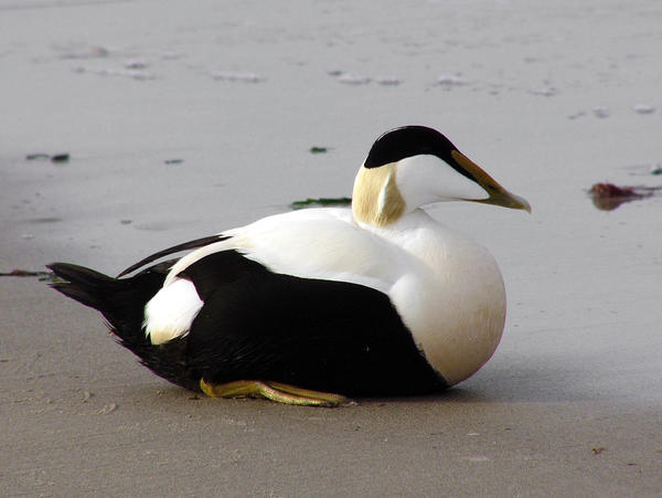 What looks like nest parasitism in eider ducks is in fact… a help from Grandma!
