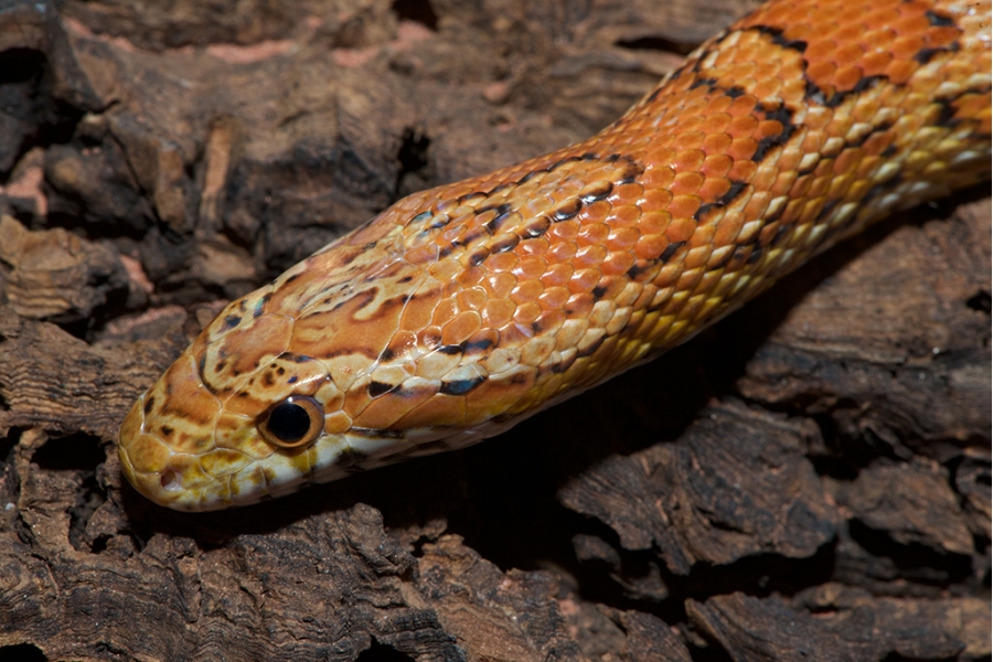 The corn snake genome