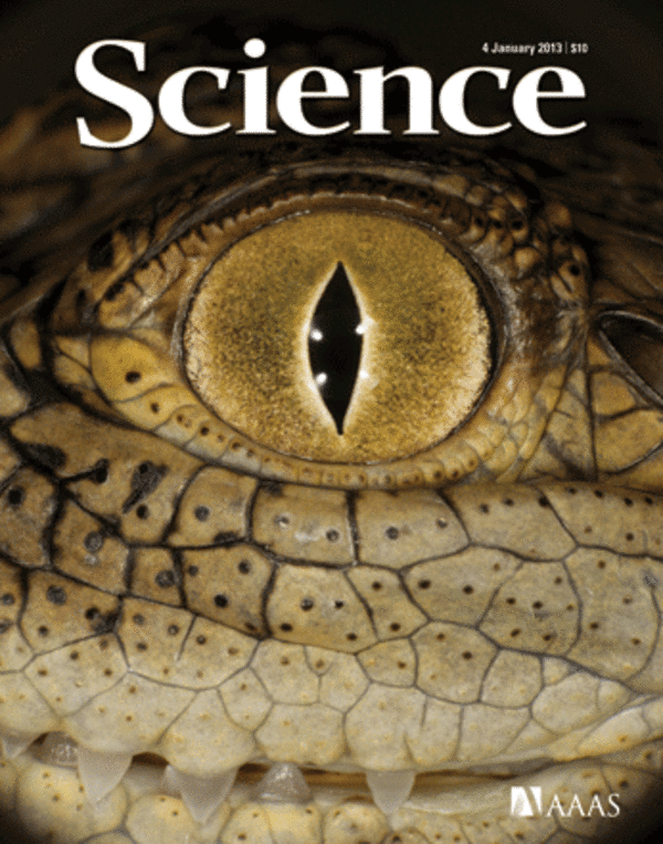 The crocodile makes the cover of 'Science': Physics plays dice during embryonic development