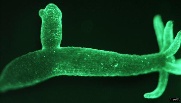 A large population of putative non-coding transcripts identified by RNA-seq in Hydra