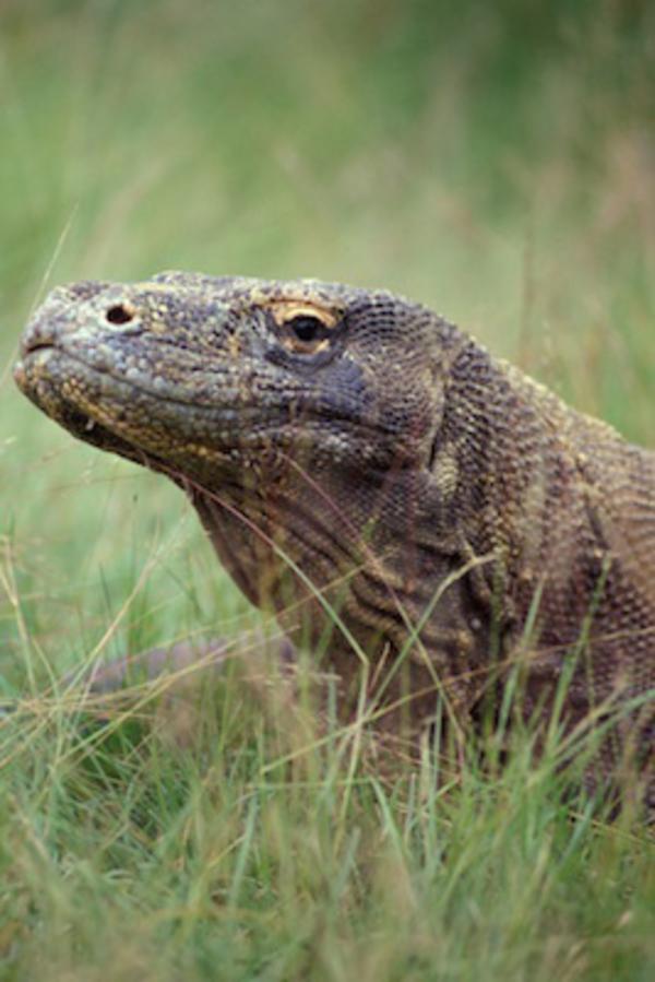 The Komodo dragon makes the cover of the journal «Molecular Ecology Resources»