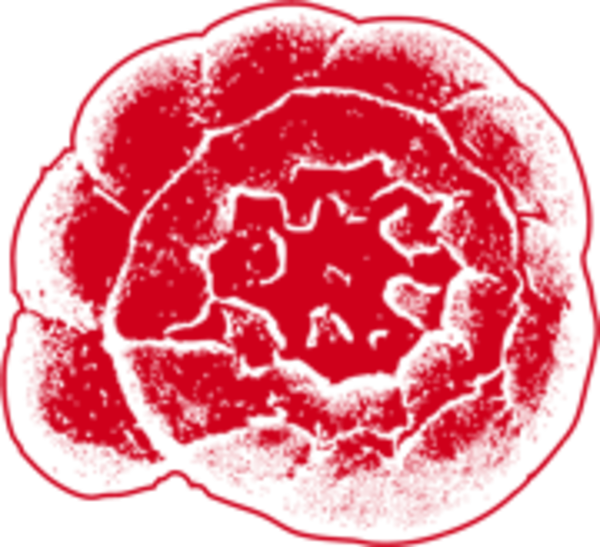 foramBarcoding – a molecular database of foraminifera