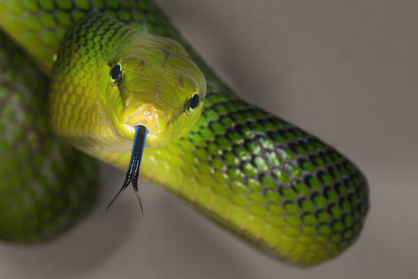How snakes smell with their tongue