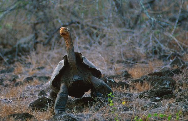 The recovery of a nearly extinct species of Galápagos tortoise